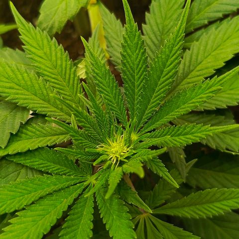O.G kush growlog timeline photo