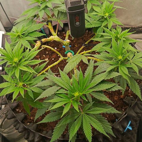 O.G kush growlog timeline photo