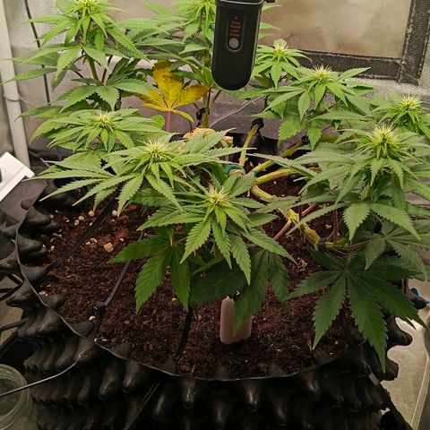 O.G kush growlog timeline photo