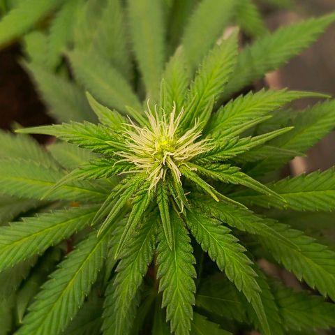 O.G kush growlog timeline photo