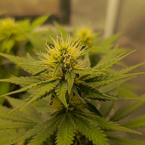 O.G kush growlog timeline photo