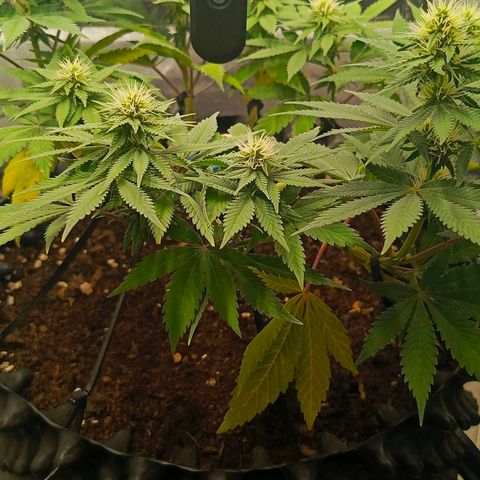 O.G kush growlog timeline photo