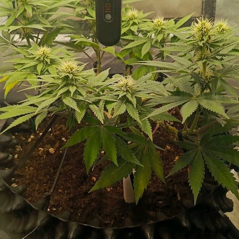 O.G kush growlog timeline photo