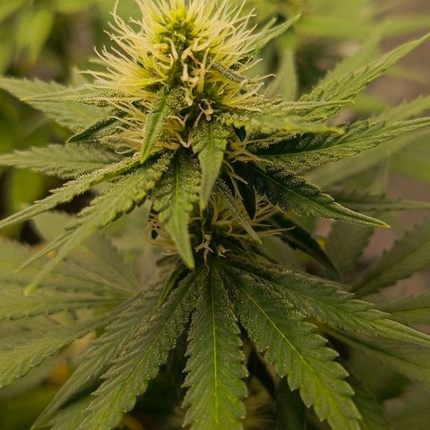 O.G kush growlog timeline photo