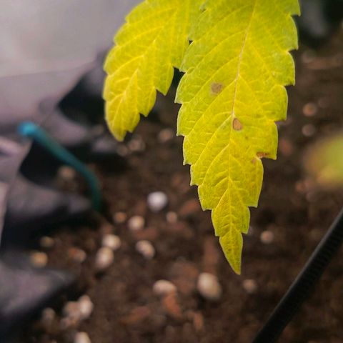 O.G kush growlog timeline photo