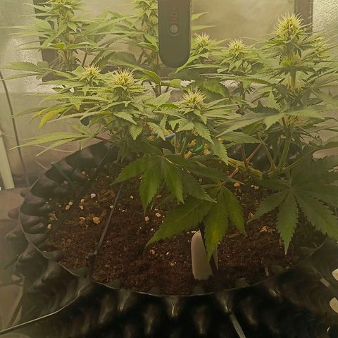 O.G kush growlog timeline photo