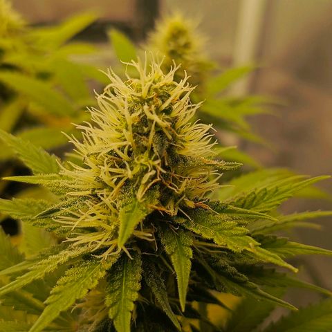 O.G kush growlog timeline photo