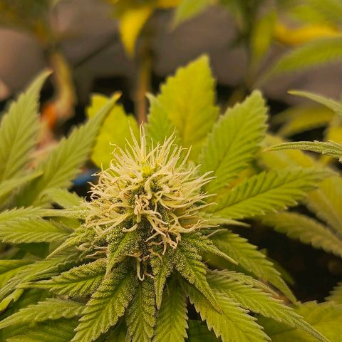 O.G kush growlog timeline photo