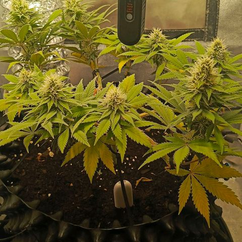 O.G kush growlog timeline photo