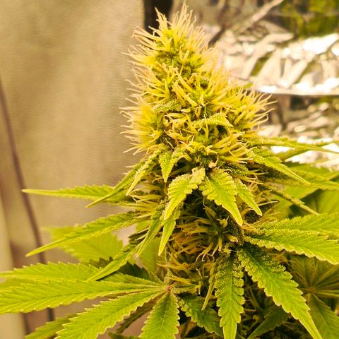 O.G kush growlog timeline photo