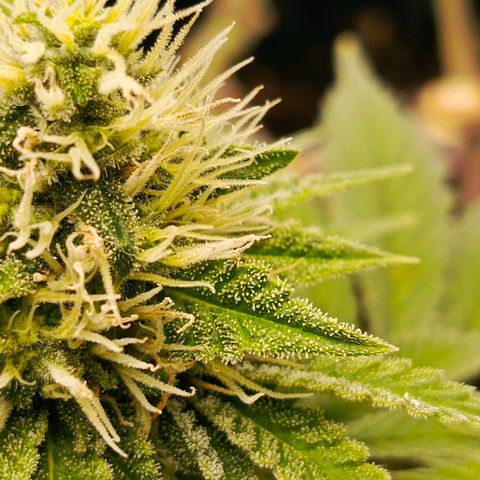 O.G kush growlog timeline photo