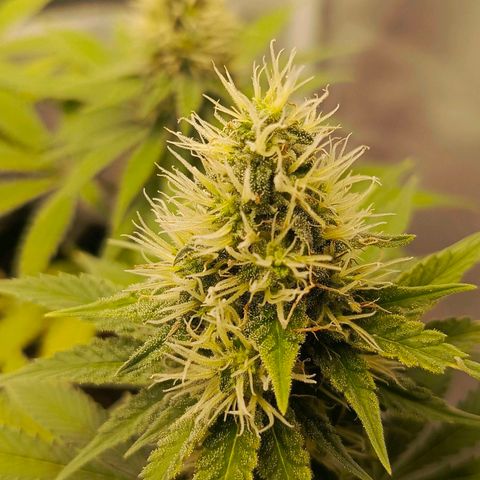 O.G kush growlog timeline photo