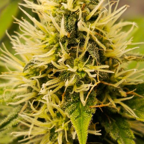 O.G kush growlog timeline photo