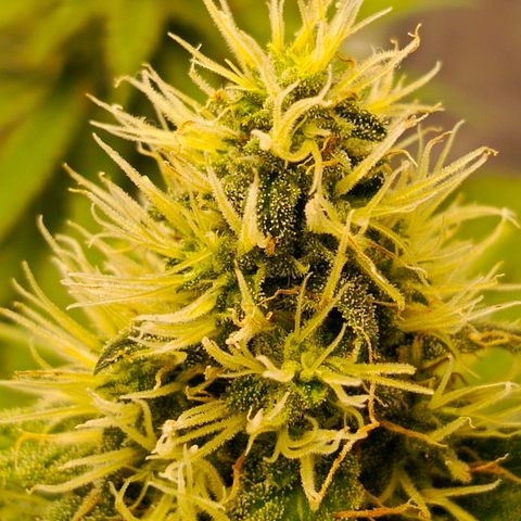 O.G kush growlog timeline photo