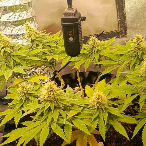 O.G kush growlog timeline photo