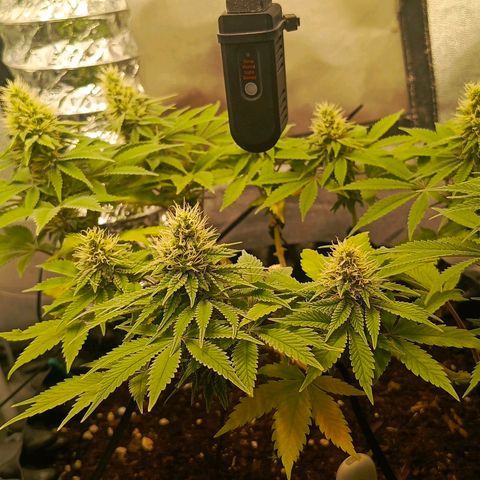 O.G kush growlog timeline photo