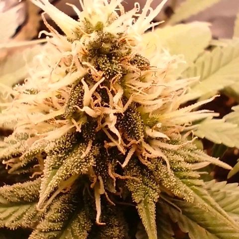 O.G kush growlog timeline photo