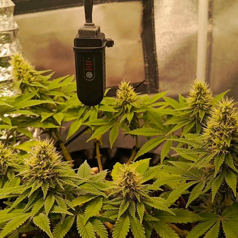 O.G kush growlog timeline photo