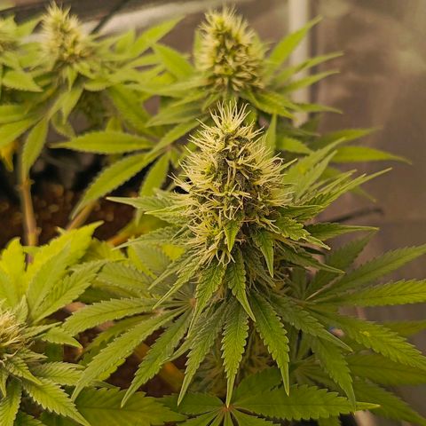 O.G kush growlog timeline photo