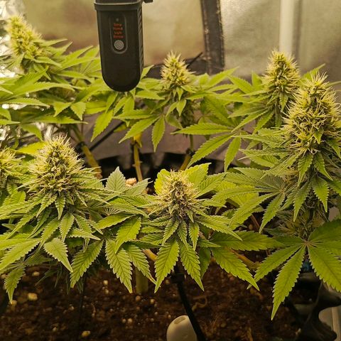 O.G kush growlog timeline photo