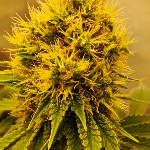 O.G kush growlog timeline photo