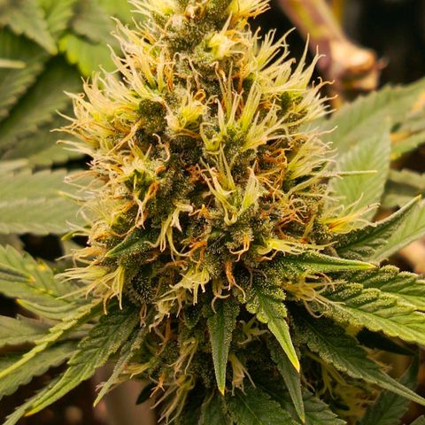 O.G kush growlog timeline photo