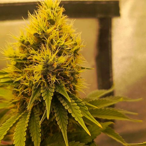 O.G kush growlog timeline photo