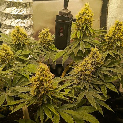 O.G kush growlog timeline photo
