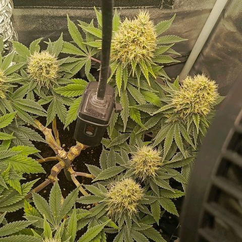 O.G kush growlog timeline photo