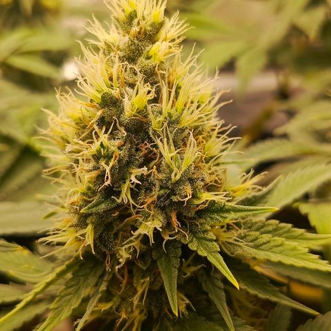 O.G kush growlog timeline photo