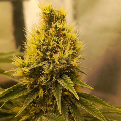 O.G kush growlog timeline photo