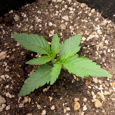 Green Gelato Automatic growlog timeline photo
