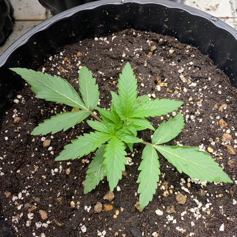 Green Gelato Automatic growlog timeline photo