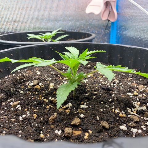 Green Gelato Automatic growlog timeline photo