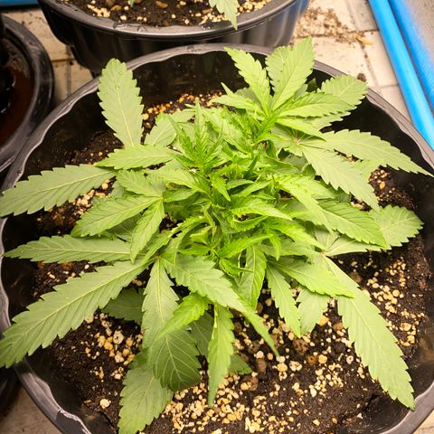 Green Gelato Automatic growlog timeline photo
