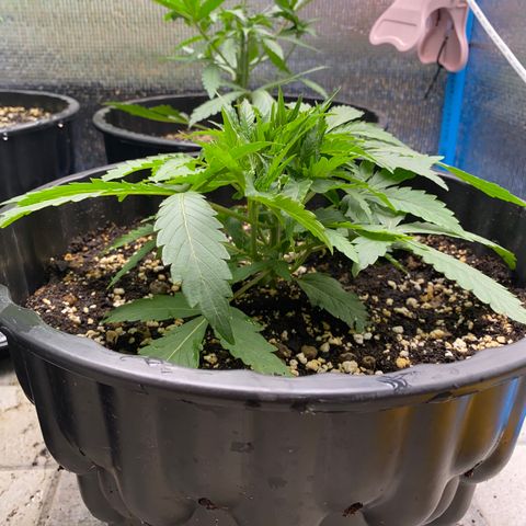 Green Gelato Automatic growlog timeline photo
