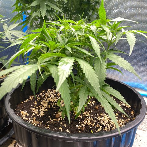 Green Gelato Automatic growlog timeline photo