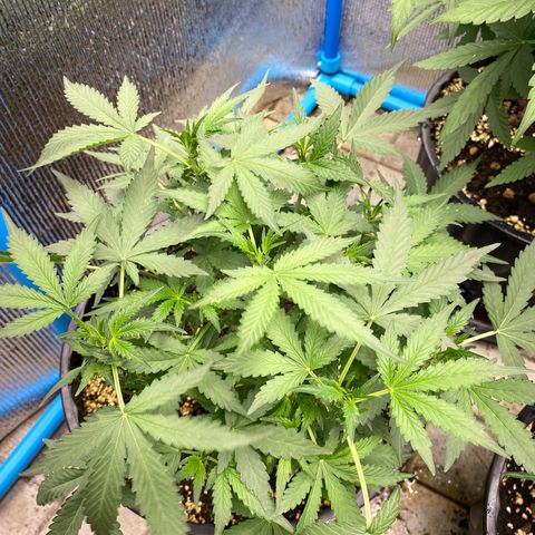 Green Gelato Automatic growlog timeline photo