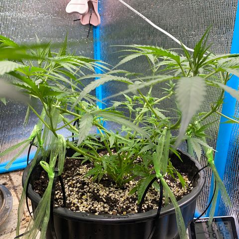 Green Gelato Automatic growlog timeline photo