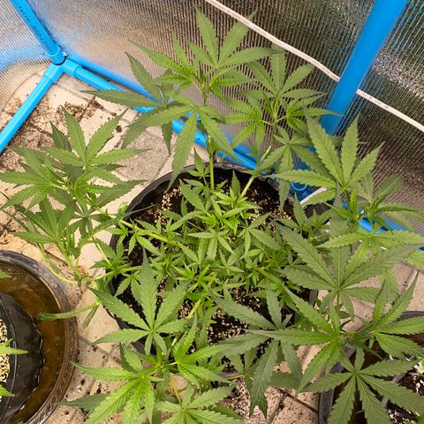 Green Gelato Automatic growlog timeline photo