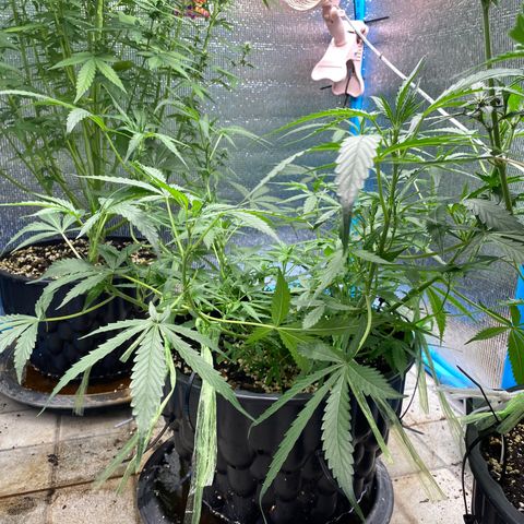 Green Gelato Automatic growlog timeline photo