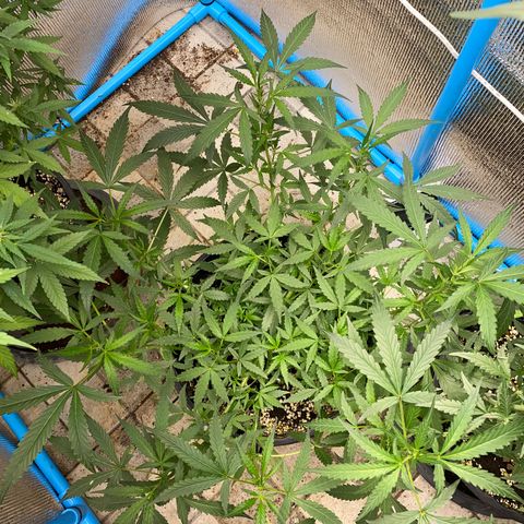 Green Gelato Automatic growlog timeline photo