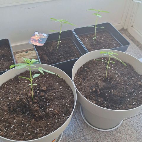 Auto Blueberry growlog timeline photo