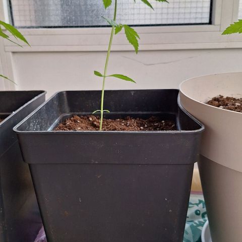 Auto Blueberry growlog timeline photo