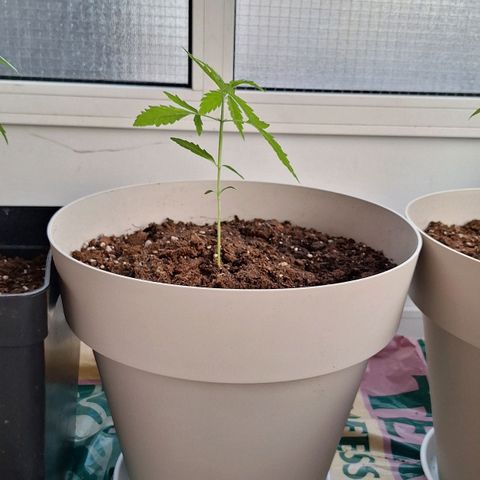 Auto Blueberry growlog timeline photo