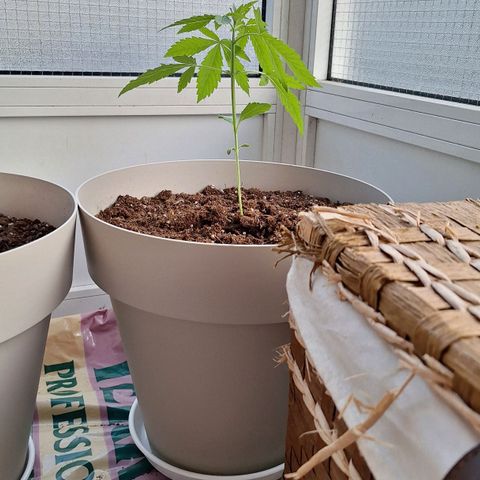 Auto Blueberry growlog timeline photo