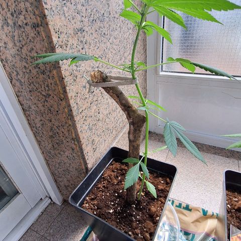 Auto Blueberry growlog timeline photo