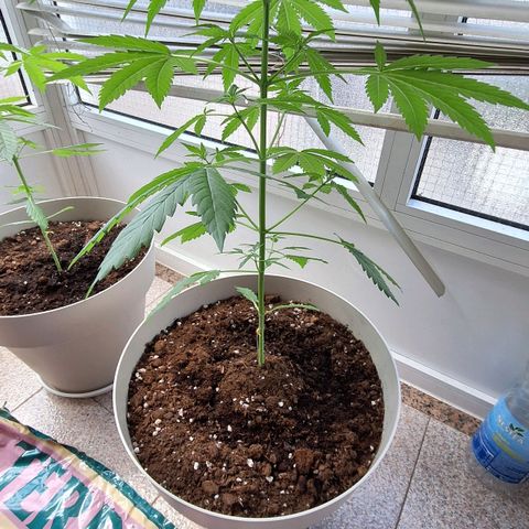 Auto Blueberry growlog timeline photo
