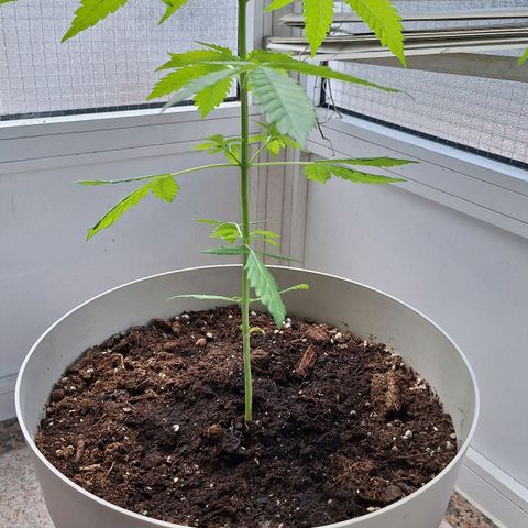 Auto Blueberry growlog timeline photo