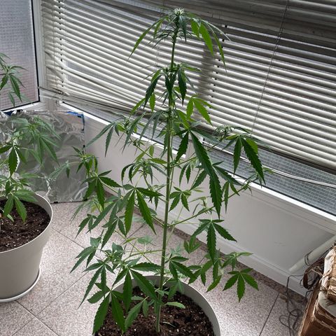 Auto Blueberry growlog timeline photo